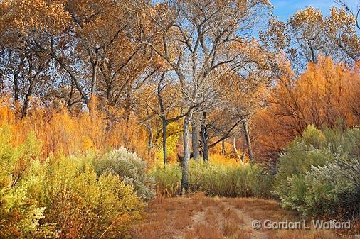 Bosque Trail_73073.jpg - Photographed in the Bosque del Apache National Wildlife Refuge near San Antonio, New Mexico USA. 